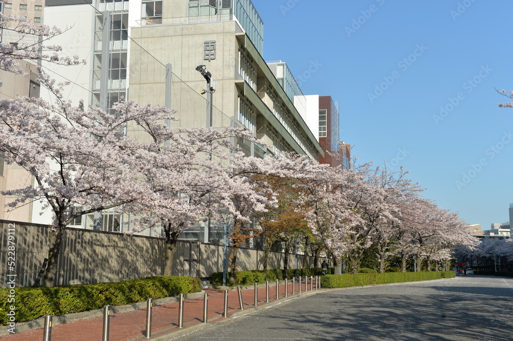 桜 桜