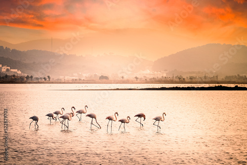 Flamingos Walking in Shallow Water at Sunset with Mountains in Background