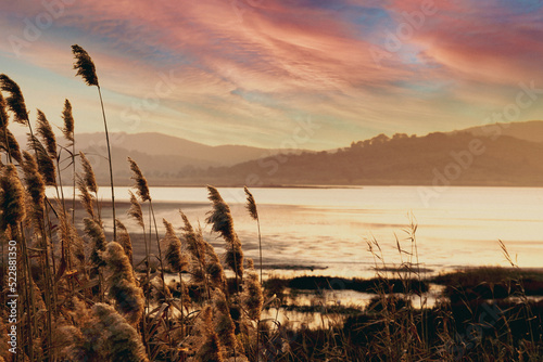 Golden Reed Grass by the Lake at Sunset with Colorful Sky