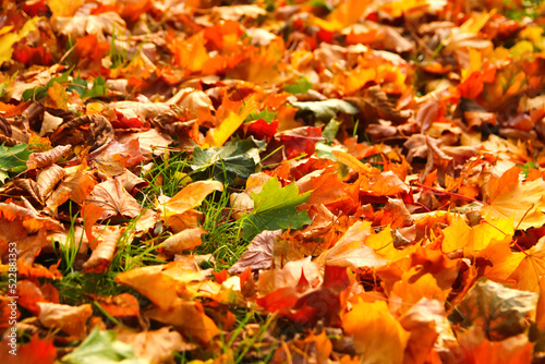 Defocus autumn leaves background. Pathway through the autumn forest. Autumn fall leaves on floor. Autumn background. Copy space. Fall design. Sunny. Out of focus
