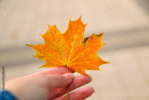 Defocus orange maple leaf in female hand on nature green park background. Colorful maple leaves in the girl's hand. Autumn mood. October, september, november. Orange maple. Out of focus