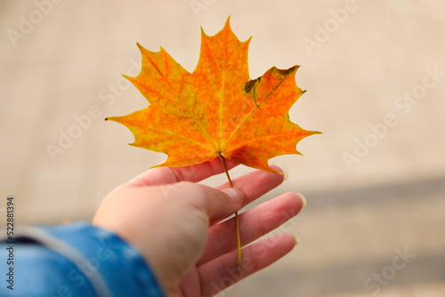 Defocus orange maple leaf in female hand on nature green park background. Colorful maple leaves in the girl s hand. Autumn mood. October  september  november. Orange maple. Fall. Out of focus
