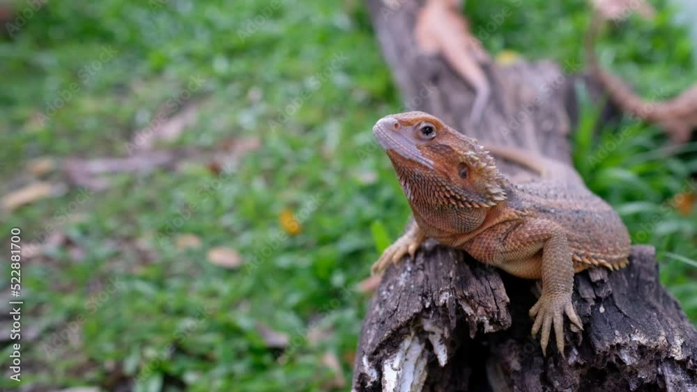 bearded dragon on ground with blur background
bearded dragon on ground with blur background