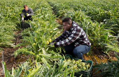 Focused African American man engaged in artichokes growing, harvesting ripe vegetables on farm plantation