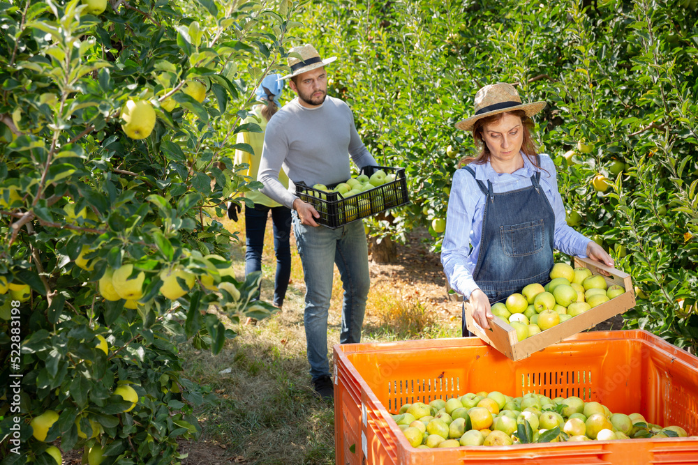 Fototapeta premium Man and woman harvesting apples in garden. High quality photo
