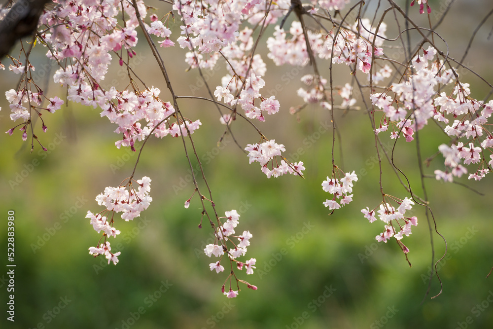 Obraz premium 春の京都の風景