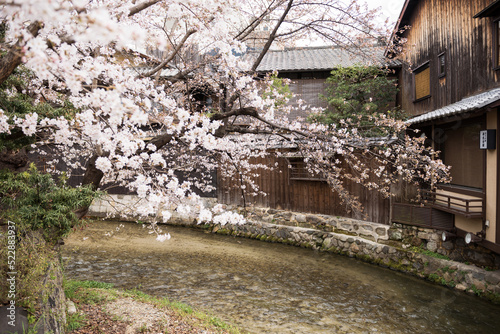 春の京都の風景 © kenta57