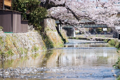 春の京都の風景