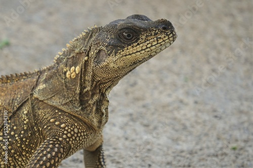 The Moluccan sail-finned lizard	
 photo