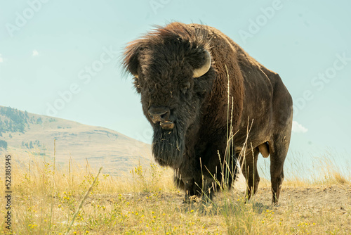 Close Up of Bison Grazing the Field