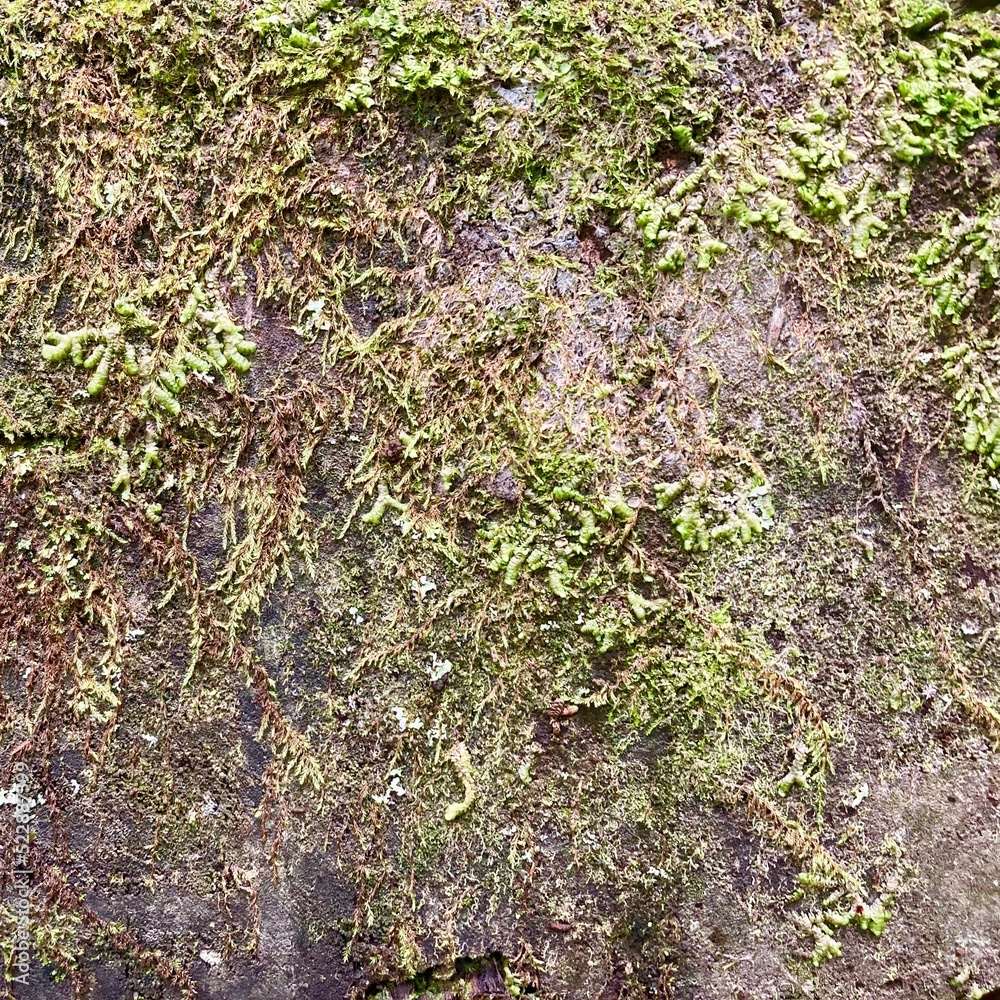 土塀に生す苔と草