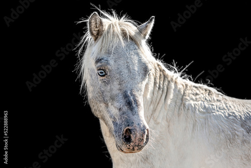 Head portrait of a white pretty shetland pony stallion with blue eyes in front of black background © Annabell Gsödl