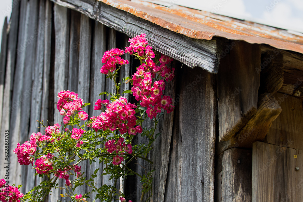 flowers on a wooden barn