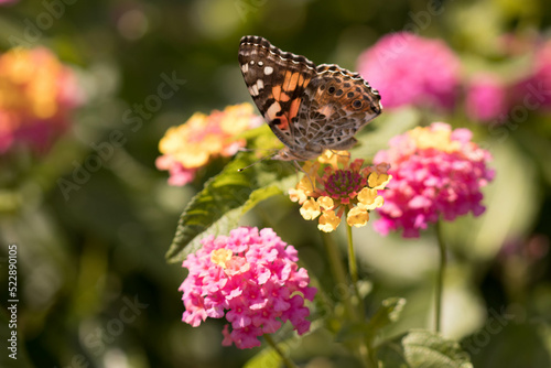 butterfly and flower © Evelina