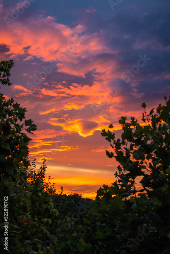 Sunset in the Forest