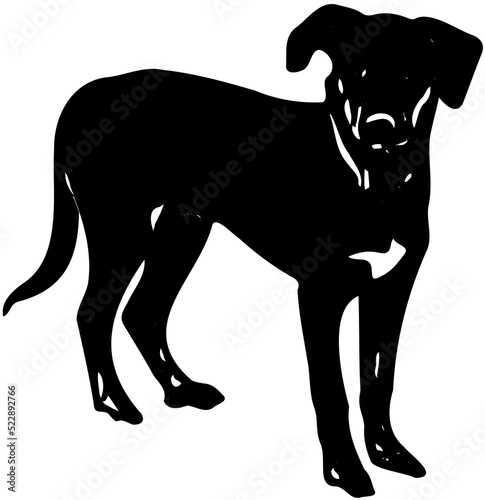 Black Labrador Retriever