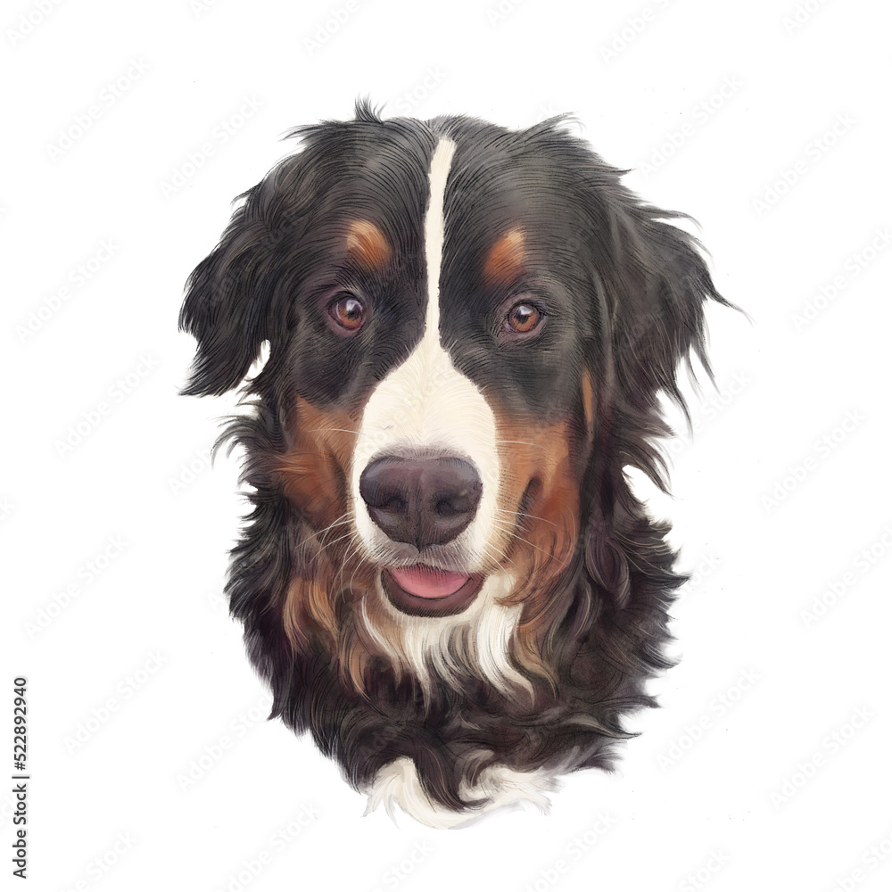 Head of Bernese Mountain Dog isolated on white background. Realistic Portrait of cute Large Dog. Animal art collection: Pets. Hand drawn pet illustration. Design template for t shirt, pillow, banner