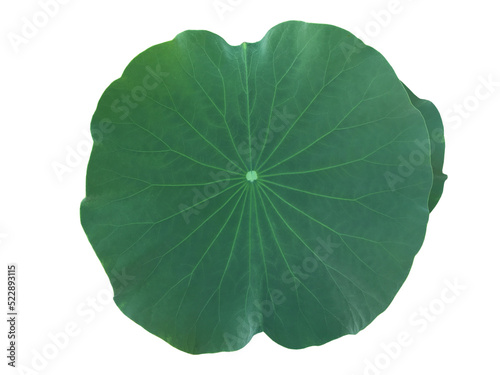 Isolated waterlily or lotus leaf with clipping paths. 