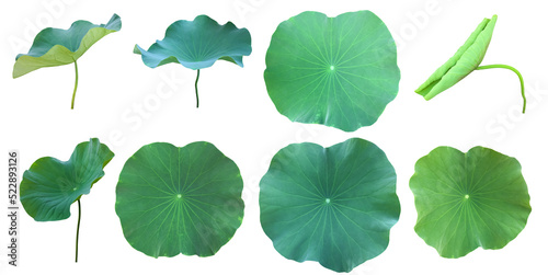 Isolated waterlily or lotus leaf with clipping paths.	