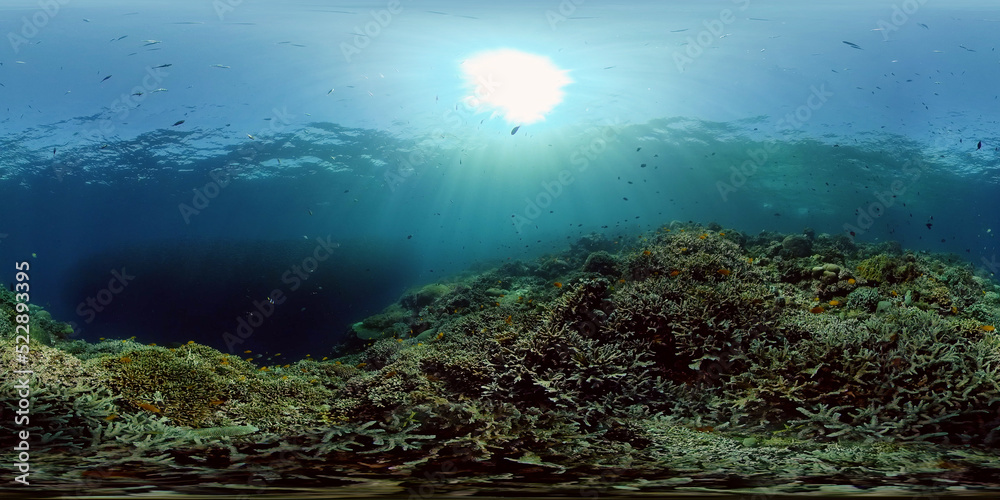 Naklejka premium Tropical colourful underwater seascape. Tropical fishes and coral reef underwater. Underwater landscape. Philippines. 360 panorama VR