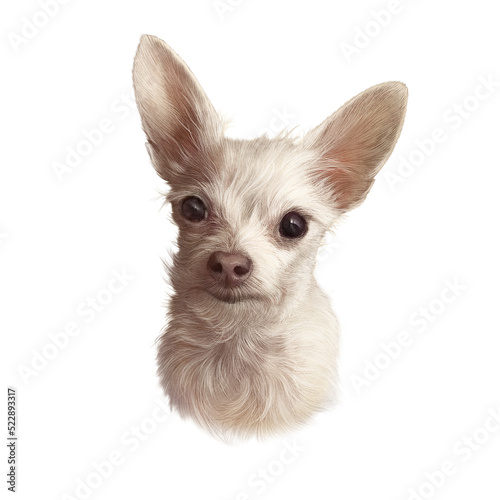 White Chihuahua dog isolated on white background. Drawing of Head of a toy terrier. Animal art collection: Dogs. Realistic Portrait of a Cute puppy. Hand Painted Illustration of Pets. Design template © TanyaZima