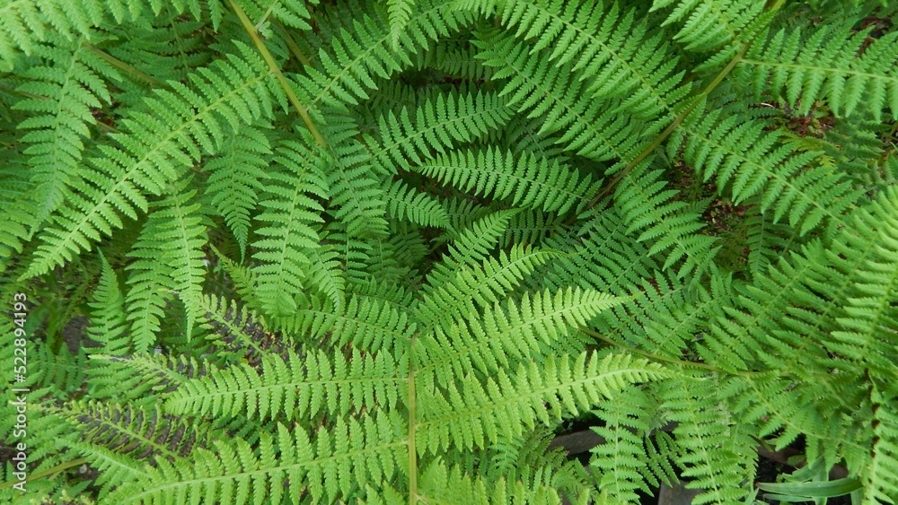 Close-up of the green foliage of the fern.