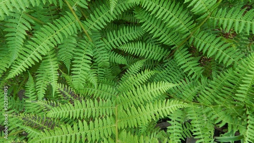 Close-up of the green foliage of the fern.