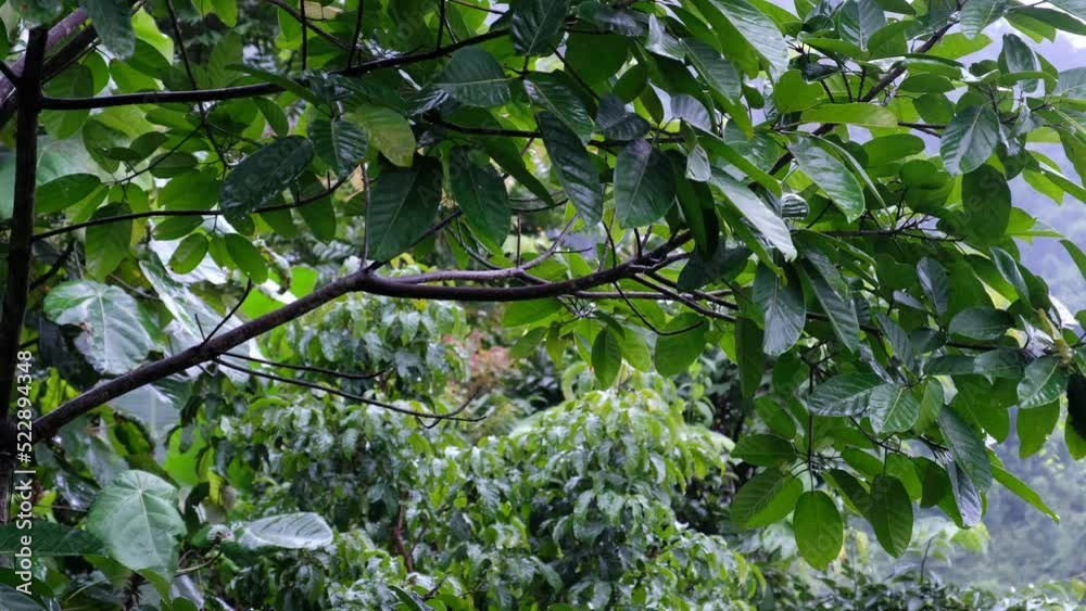 Raining over the trees in the forest Raining over the trees in the forest