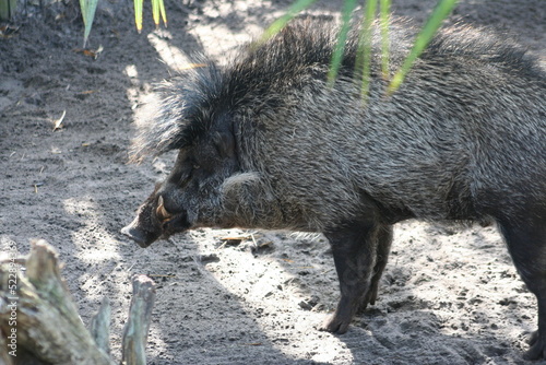 A Visayan warty pig (Sus cebifrons) at a local zoo