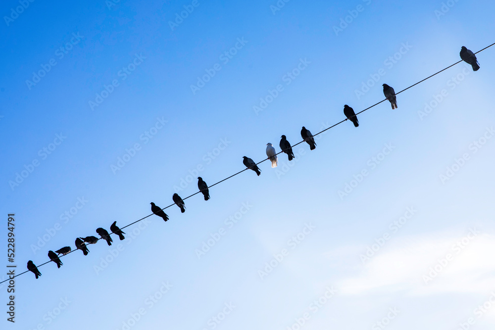 Birds on the wire, group of pigeons standing on the power line Birds on the wire, group of pigeons standing on the power line