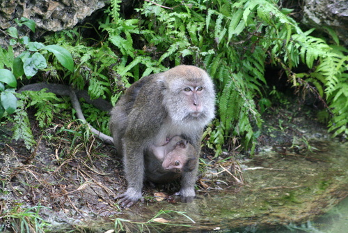 japanese macaque sitting on the ground © Matt