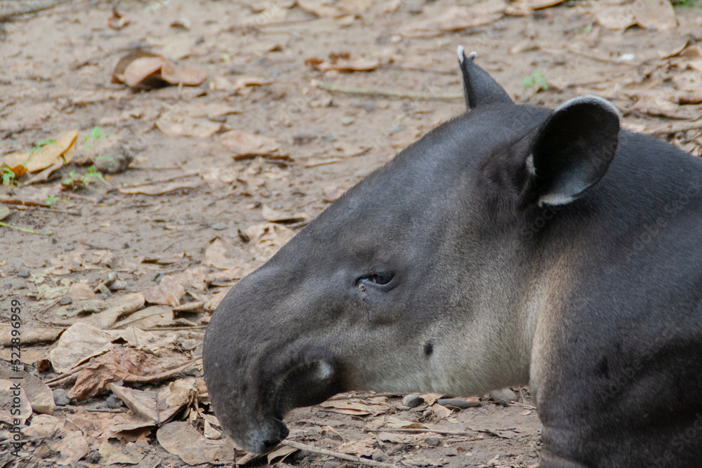 Tapir layign down on the floor at the Natuwa animal refuge in Costa Rica, Central America Tapir layign down on the floor at the Natuwa animal refuge in Costa Rica, Central America