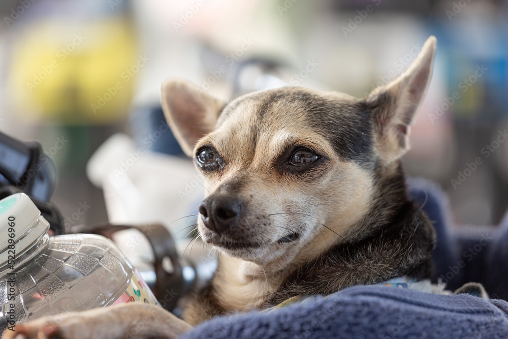 Chihuahua Dog Looking Off into the Distance with a Blurry Background Chihuahua Dog Looking Off into the Distance with a Blurry Background