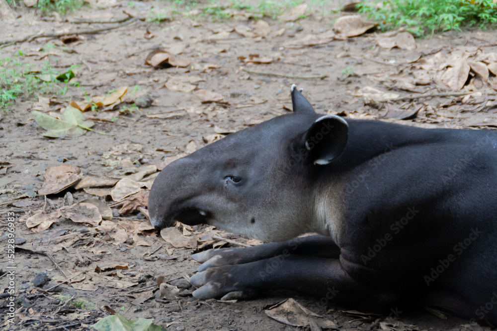 Tapir layign down on the floor at the Natuwa animal refuge in Costa Rica, Central America Tapir layign down on the floor at the Natuwa animal refuge in Costa Rica, Central America