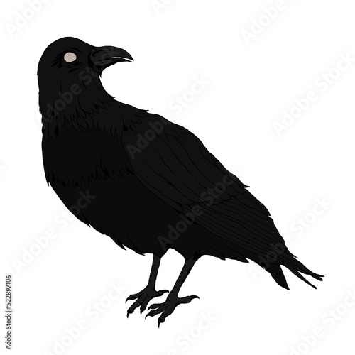 Raven Black Bird Dark