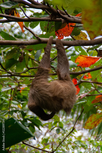 Brown sloth hanging from a branch at the Natuwa animal refuge, in Costa Rica, Central America © Jorge Luis Canarias