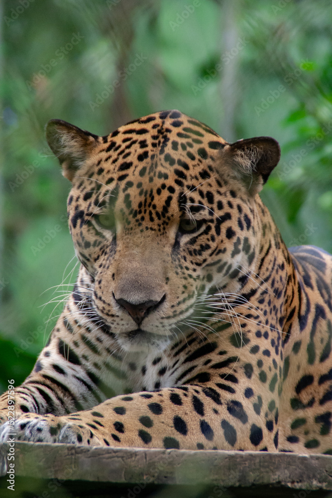 Jaguar laying down with leaves in the background,at the Natuwa animal refuge in Costa Rica, Central America Jaguar laying down with leaves in the background,at the Natuwa animal refuge in Costa Rica, Central America