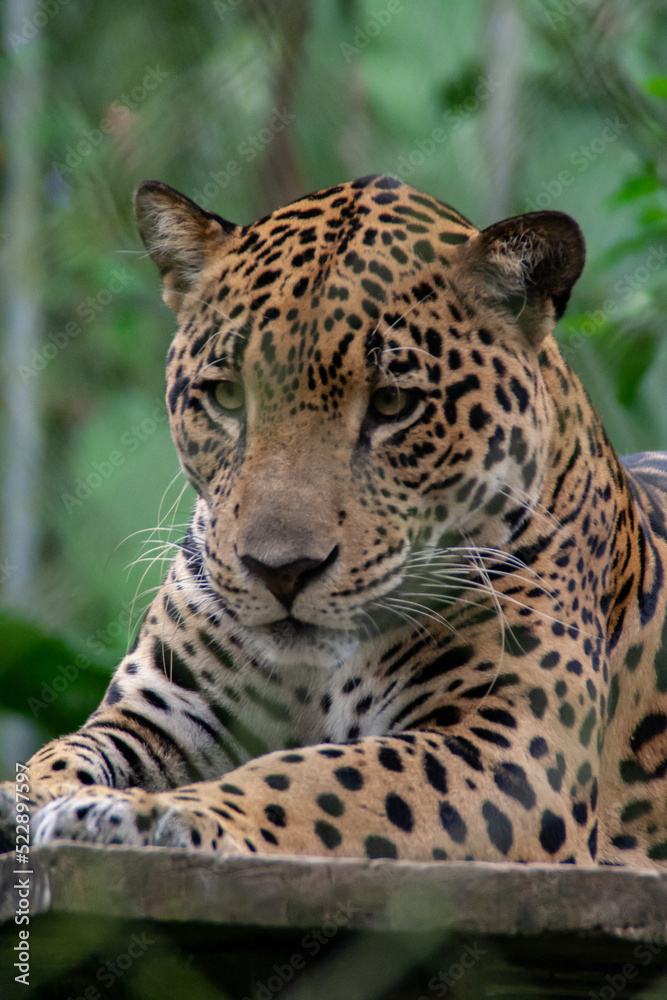 Obraz premium Jaguar laying down with leaves in the background,at the Natuwa animal refuge in Costa Rica, Central America