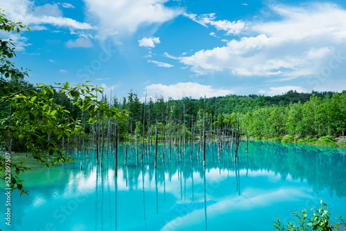 北海道 美瑛町の青い池