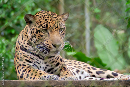 Jaguar laying down with leaves in the background at the Natuwa animal refuge in Costa Rica  Central America