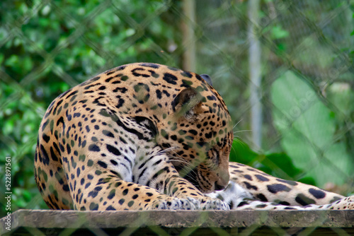 Jaguar laying down with leaves in the background,at the Natuwa animal refuge in Costa Rica, Central America