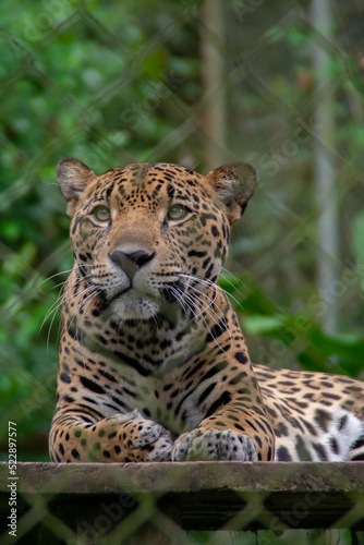 Jaguar laying down with leaves in the background,at the Natuwa animal refuge in Costa Rica, Central America
