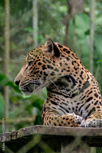 Jaguar laying down with leaves in the background at the Natuwa animal refuge in Costa Rica  Central America