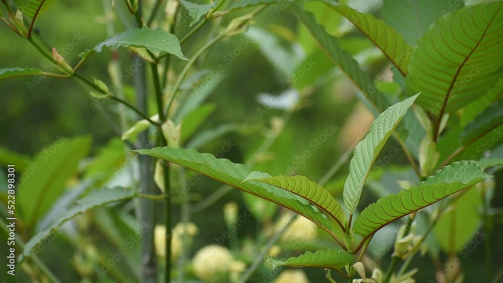 Kratom leaf (Mitragyna speciosa) Mitragynine. Drugs and Narcotics.Kratom is Thai herbal which encourage health.