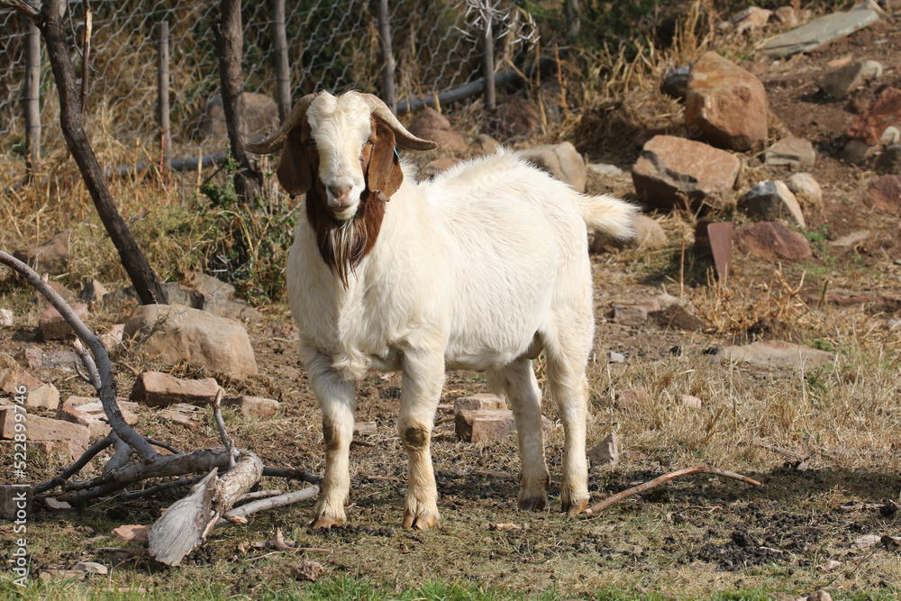 Boer goat ram used for breeding purposes at a Karoo farm, South Africa