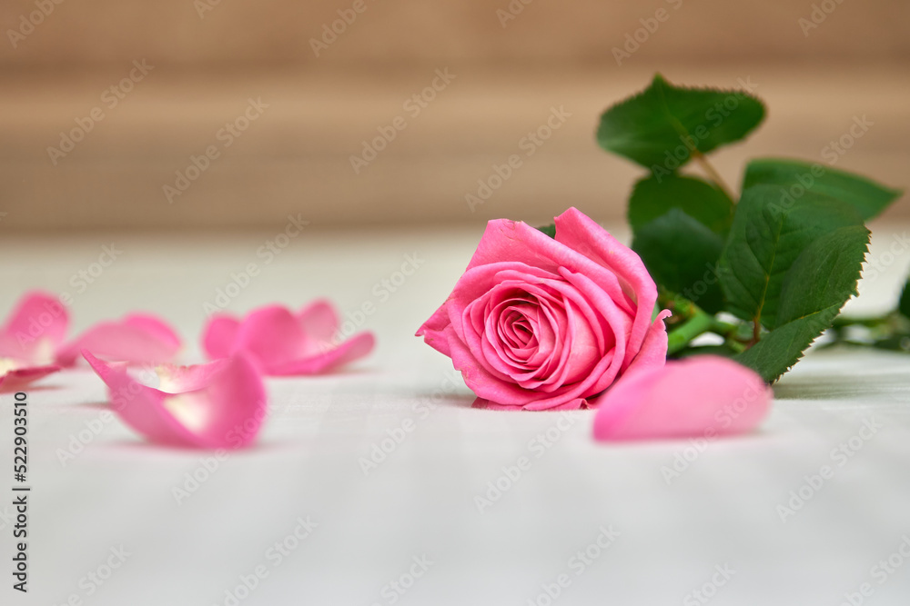 Single pleasantly smelling rose is close up with bright green leaves and petals of gentle pink color. Rose color of wild orchid and delicate petals around for your beloved girl for her birthday Single pleasantly smelling rose is close up with bright green leaves and petals of gentle pink color. Rose color of wild orchid and delicate petals around for your beloved girl for her birthday