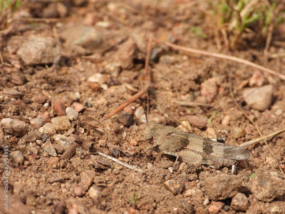 The blue-winged grasshopper (Oedipoda caerulescens) on the ground