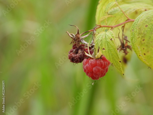 Raspberry with a green lacewing egg attached to it
