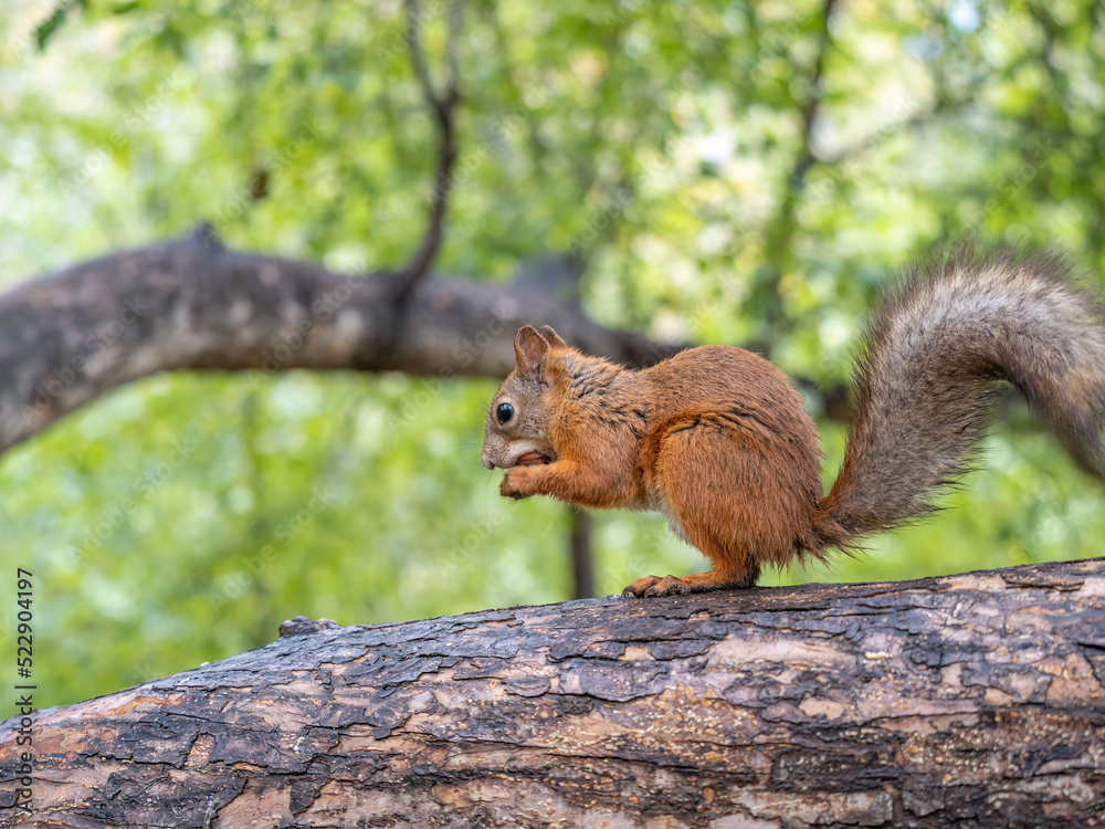 Obraz premium The squirrel with nut sits on tree in the autumn. Eurasian red squirrel, Sciurus vulgaris.