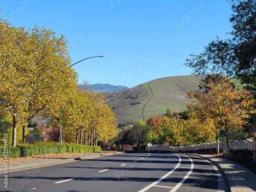 Photography American Sycamore trees glow a brilliant yellow come Autumn in this suburb of th